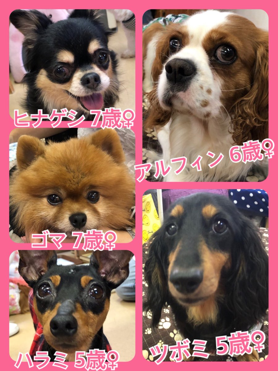 🐾今日の里親様募集中ワンコ🐶メンバーです🐾2019,6,14